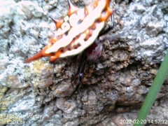 Gasteracantha versicolor