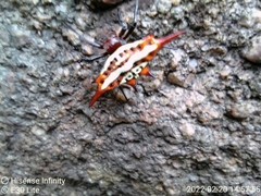 Gasteracantha versicolor