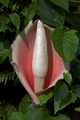 Amorphophallus bulbifer