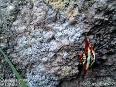 Gasteracantha versicolor