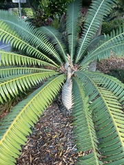 Zamiaceae