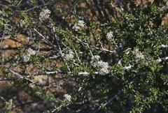 Ceanothus ophiochilus