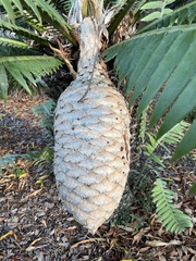 Zamiaceae