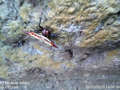 Gasteracantha versicolor