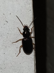 Stenolophus ochropezus