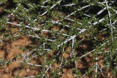 Ceanothus ophiochilus