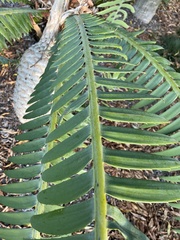 Zamiaceae