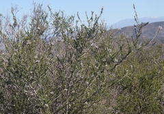 Ceanothus ophiochilus