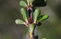 Ceanothus ophiochilus