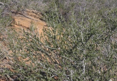 Ceanothus ophiochilus