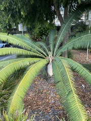 Zamiaceae
