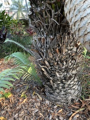 Zamiaceae