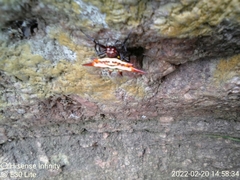 Gasteracantha versicolor