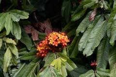 Saraca asoca