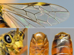 Tenthredopsis scutellaris