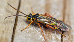 Tenthredopsis scutellaris