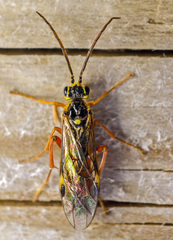 Tenthredopsis scutellaris