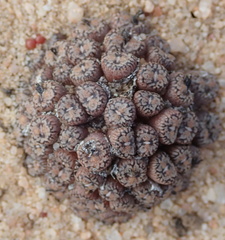 Conophytum comptonii