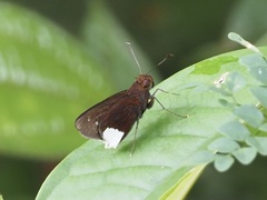 Cobalus virbius
