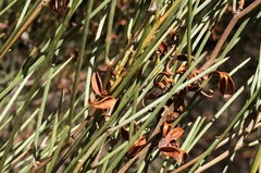 Acacia rigens