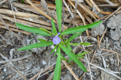 Stachytarpheta angustifolia