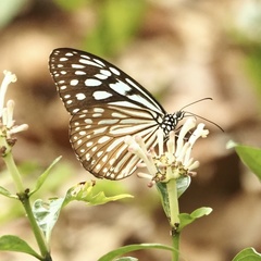 Ideopsis similis