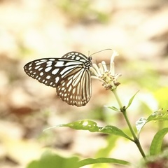 Ideopsis similis