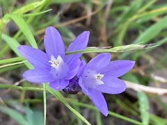 Dipterostemon capitatus capitatus