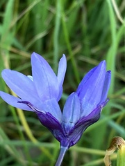 Dipterostemon capitatus capitatus