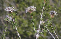 Ceanothus ophiochilus