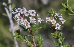 Ceanothus ophiochilus