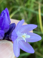 Dipterostemon capitatus capitatus