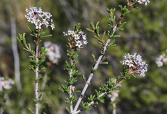 Ceanothus ophiochilus