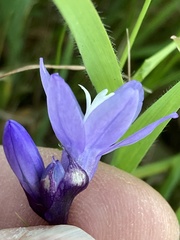 Dipterostemon capitatus capitatus