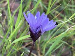 Dipterostemon capitatus capitatus