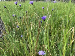 Dipterostemon capitatus capitatus