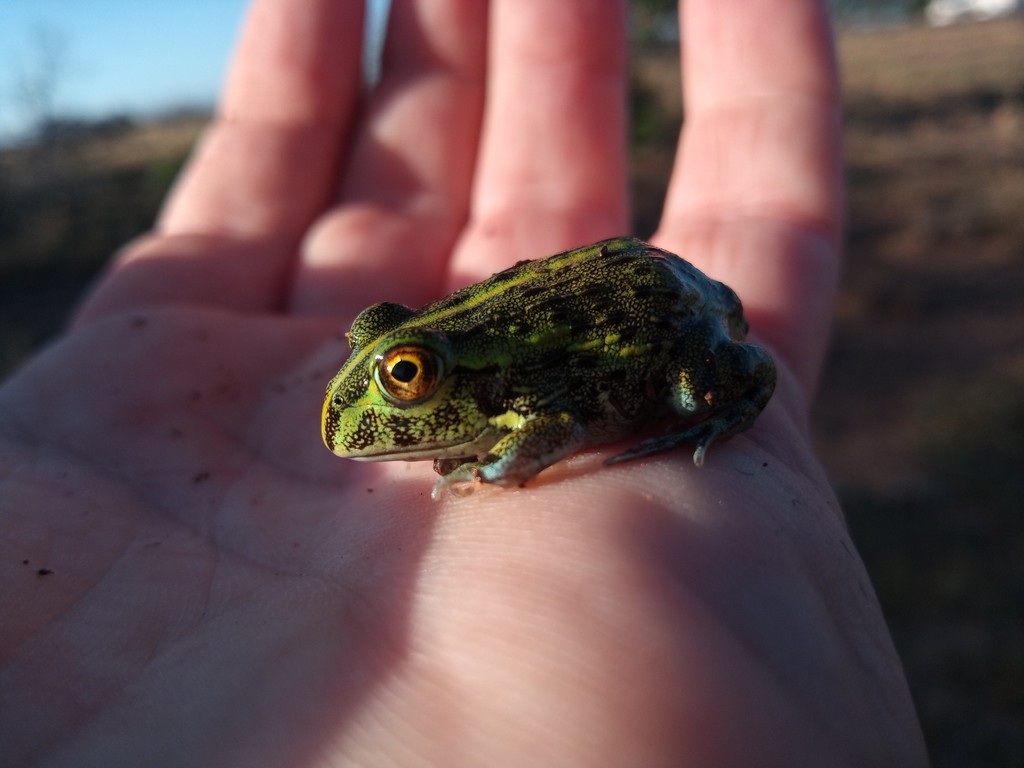 Baby pixie frog