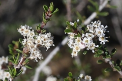 Ceanothus ophiochilus