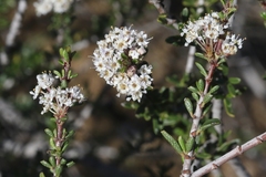 Ceanothus ophiochilus