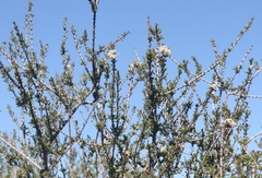 Ceanothus ophiochilus
