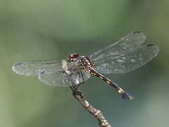 Misagria calverti