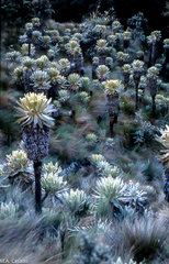 Espeletia pycnophylla