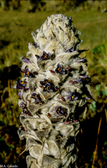 Puya hamata