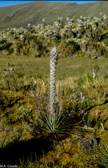 Puya hamata