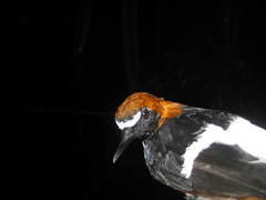 Enicurus ruficapillus