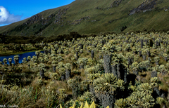 Espeletia pycnophylla