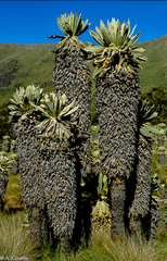 Espeletia pycnophylla