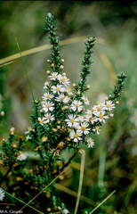 Diplostephium ericoides