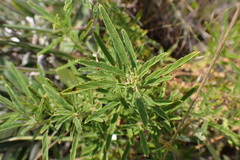 Monsonia burkeana