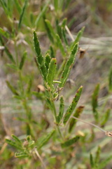 Monsonia burkeana
